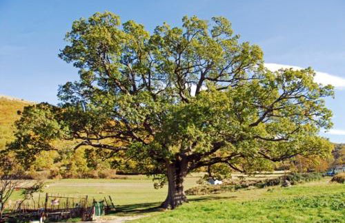 Il Vigneto - Foto 44