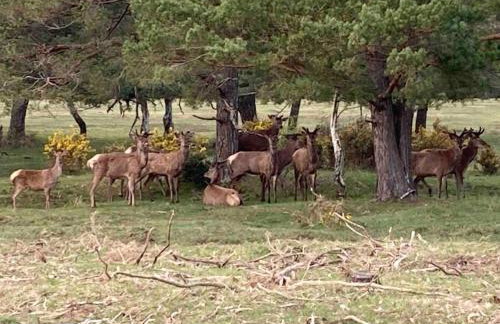 Holmans NEW FOREST - Photo 12