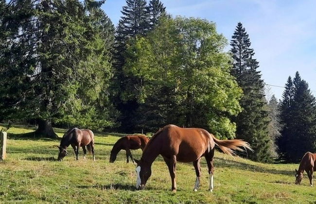 Maison de vacances - LM - Foto 8