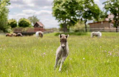Ferienbauernhof Ohr - Foto 10