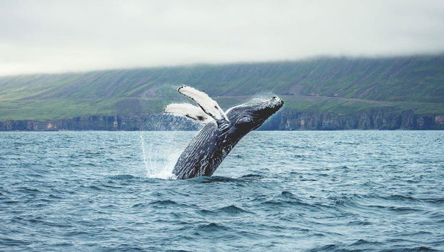 Avvistamento Classico di Balene da Dalvík - Foto 2