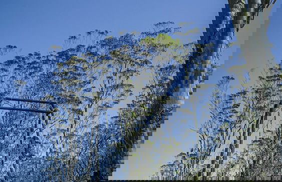 Clouds 1939 By Wimsons - Photo 27