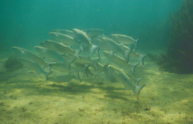 Snorkeling Class in Ilhabela - Photo 7