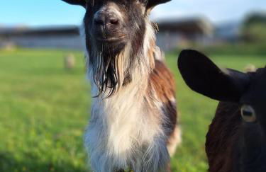 Agriturismo Le Caldane - Photo 19