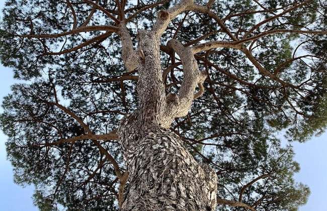 Tenuta Novecento Bio Agriturismo - Foto 79