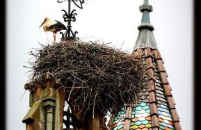 Gite Edelweiss à Eguisheim - Foto 62