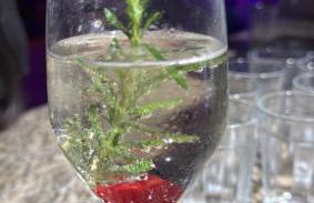 Rancho Comancho - Foto 28