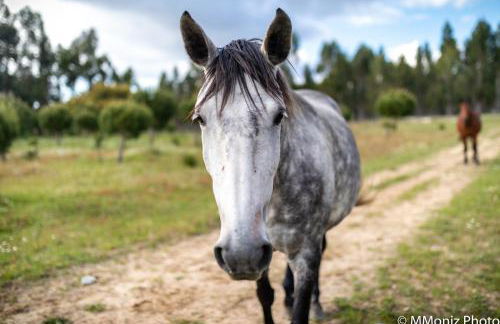 Casas da Horta - Photo 28