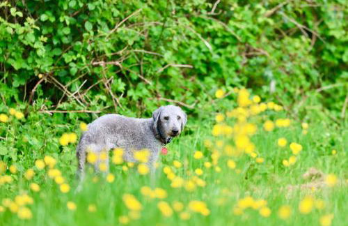 Tranquil and cosy cottage on the Somerset Levels - Photo 47