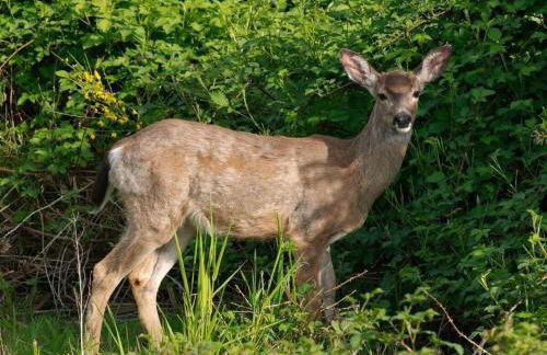 Holiday home under the trees - Photo 30