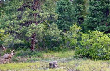 Hot Tub + Views | Cozy Retreat - Foto 6