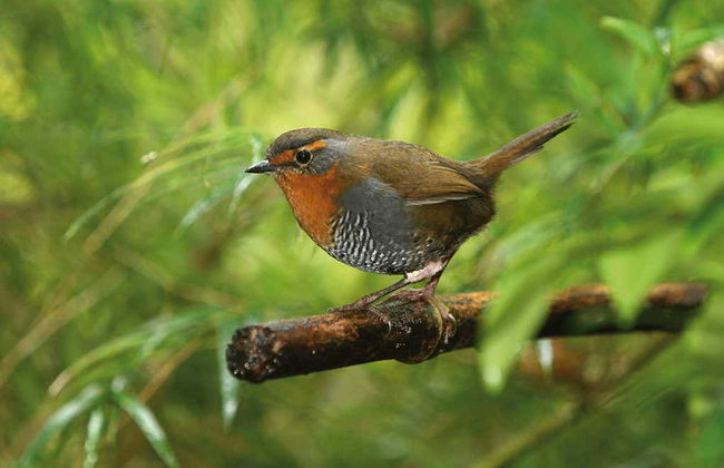 Escursione al Parco Aikén del Sur - Foto 6