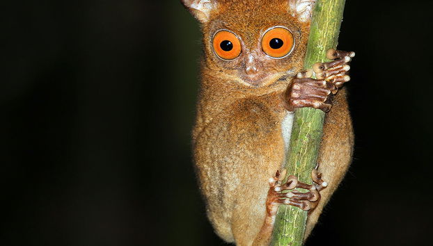 Visite des Chocolate Hills et rencontre avec les Tarsiers - Privé - Photo 4