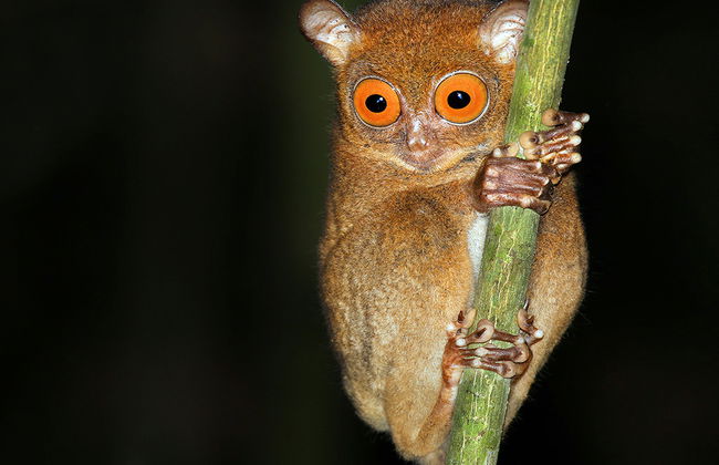 Visite des Chocolate Hills et rencontre avec les Tarsiers - Privé - Photo 4