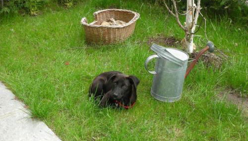 Apartment mit Bergblick by Interhome - Foto 5