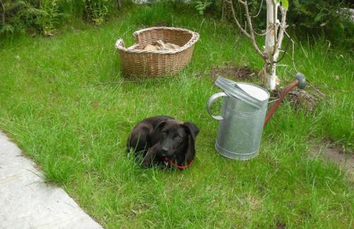 Apartment mit Bergblick by Interhome - Foto 5