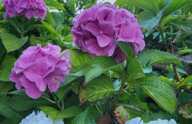 Apartment with garden and sea view Santa Cristina Blanes - Foto 40