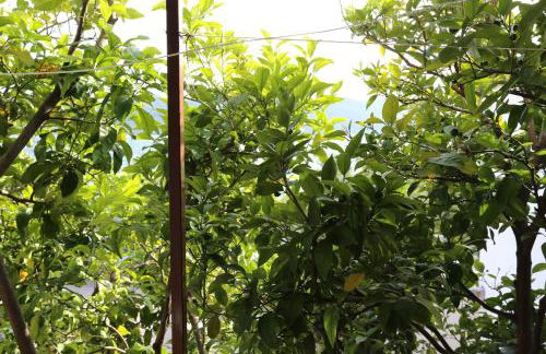 Apartments by the sea Viganj, Peljesac - 10140 - Foto 22