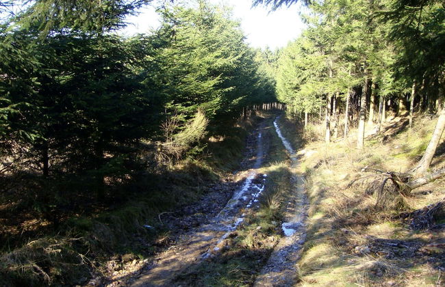 Beautiful Villa with Heated Outdoor Pool, Sauna, Hot Tub in Forest - Photo 34