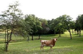 Simple and Cozy Cabin Rental on Private Ranch Retreat near Austin, Texas - Foto 15