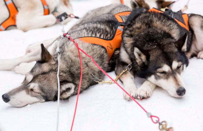Reindeer & Husky Sleigh Ride - Photo 6