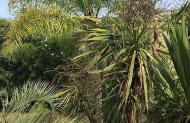 Mare è Monte , jardin méditerranéen et exotique. - Foto 1