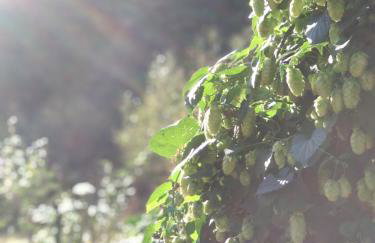 Birchy Hills - Foto 14