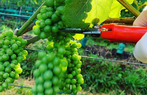 Moar am Ort - Foto 48