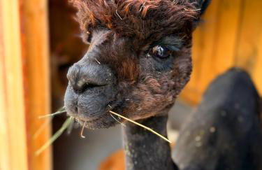 Ferienhäuser Saalemaxx - Foto 44