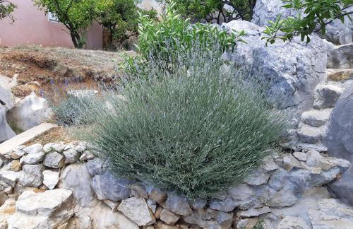 Apartman VeDE Baćina - Foto 33