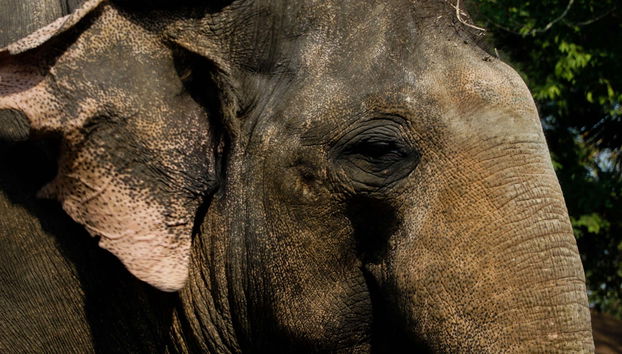 Elephant Sanctuary Trip