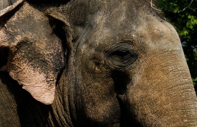 Excursión al Jungle Elephant Sanctuary - Foto 5