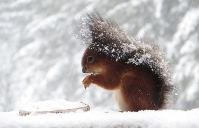 Cozy Forest Chalet Escape - Photo 17