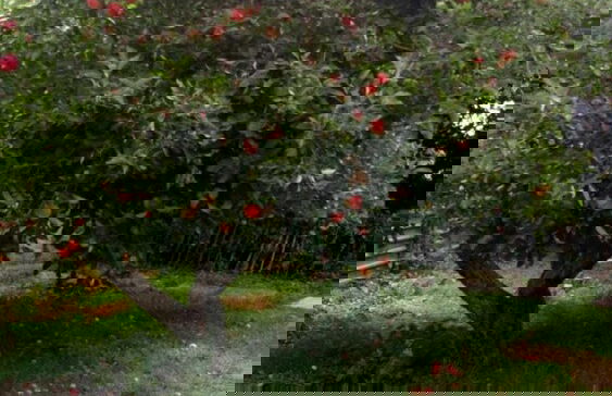 Worcester Town Centre Home & Garden - Foto 18