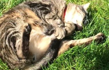 CASABINA Appartement entre Disney et paris - Foto 90