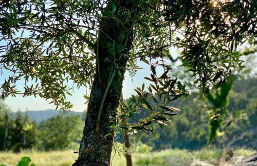 Pedacinho do Céu - Foto 38