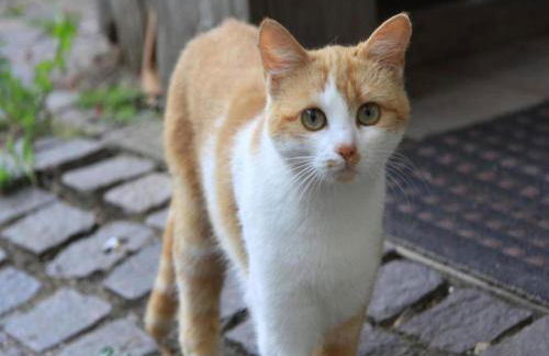 Wohnung im Sauerland mit Terrasse - Foto 35