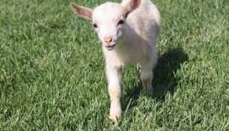 Herdade do Serra - Foto 2