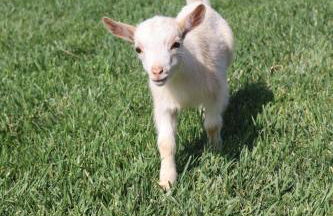 Herdade do Serra - Foto 2