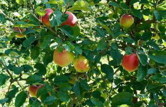 Grüne Oase - Foto 27