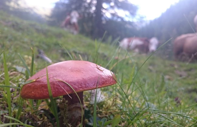 Ferienwohnungen am Berg - Almhütte Alfen - Foto 8