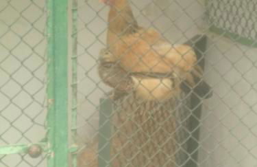 Casa Sardão - Foto 30