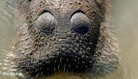 Paraíso na beira do rio - Foto 3