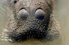 Paraíso na beira do rio - Photo 3