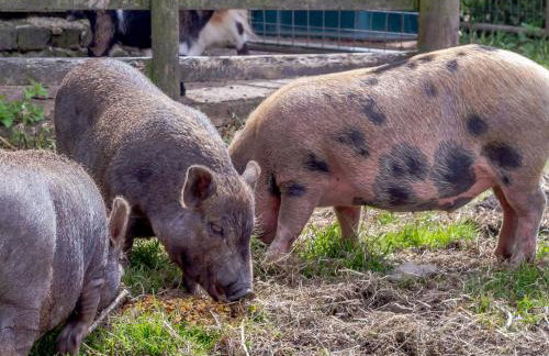 Caner Bach Lodge - Foto 35