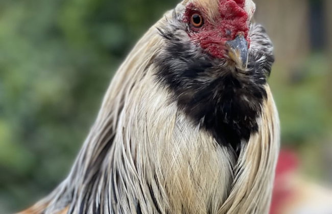 HACIENDA ILUMINADA ECO RETREAT - Foto 17