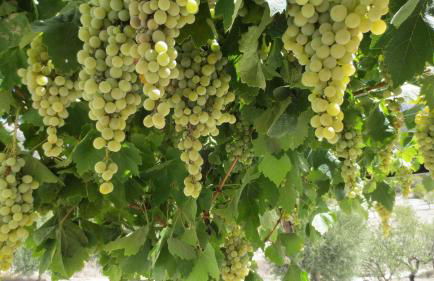 Cortijo Blanco - Foto 39