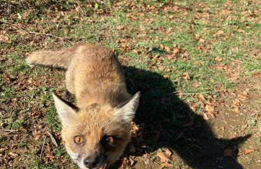 Woods Etna Chalet - Foto 47