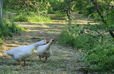 La Noce di Creta - Foto 22