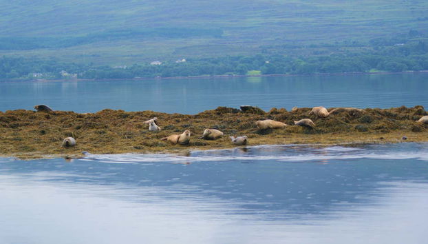 Colonies de phoques dans la baie de Kenmare
